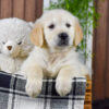 Image of Diago, a Golden Retriever puppy