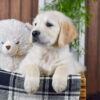 Image of Diago, a Golden Retriever puppy