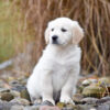 Image of Diago, a Golden Retriever puppy