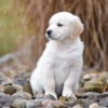 Image of Diago, a Golden Retriever puppy