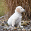 Image of Diago, a Golden Retriever puppy