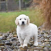 Image of Diago, a Golden Retriever puppy