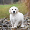 Image of Diago, a Golden Retriever puppy