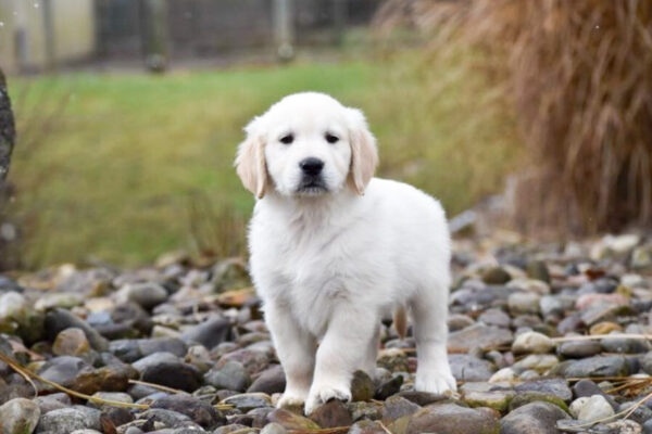 Image of Diago, a Golden Retriever puppy