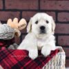 Image of Diamond, a Golden Retriever puppy