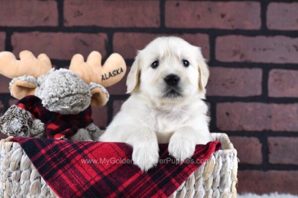 Image of Diamond, a Golden Retriever puppy