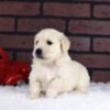 Image of Diamond, a Golden Retriever puppy