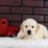 Image of Diago, a Golden Retriever puppy