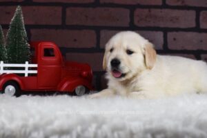 Image of Diago, a Golden Retriever puppy