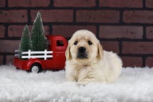 Image of Dixie, a Golden Retriever puppy