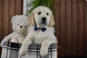 Image of Domino, a Golden Retriever puppy