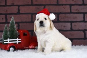 Image of Domino, a Golden Retriever puppy