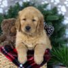 Image of Duke, a Golden Retriever puppy