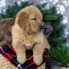 Image of Duke, a Golden Retriever puppy