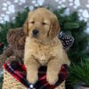 Image of Duke, a Golden Retriever puppy