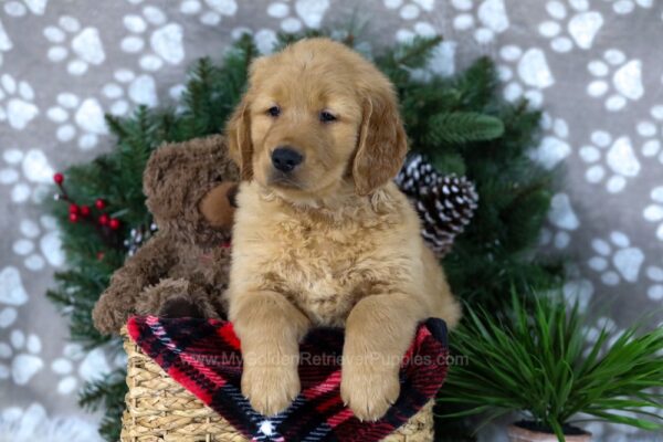 Image of Duke, a Golden Retriever puppy