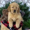 Image of Duke, a Golden Retriever puppy