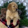 Image of Duke, a Golden Retriever puppy