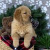 Image of Duke, a Golden Retriever puppy