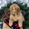 Image of Duke, a Golden Retriever puppy