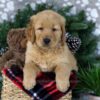 Image of Duke, a Golden Retriever puppy