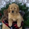 Image of Duke, a Golden Retriever puppy