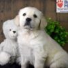 Image of Echo, a Golden Retriever puppy