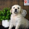 Image of Echo, a Golden Retriever puppy