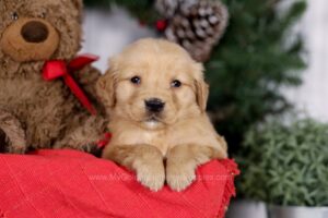 Image of Eden, a Golden Retriever puppy