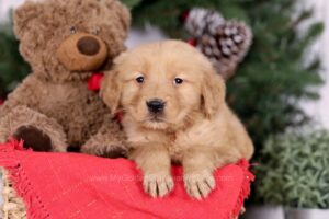 Image of Edgar, a Golden Retriever puppy