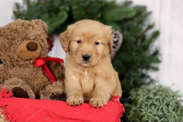 Image of Elsa, a Golden Retriever puppy