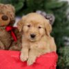 Image of Elsa, a Golden Retriever puppy