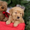 Image of Elsa, a Golden Retriever puppy