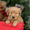 Image of Elsa, a Golden Retriever puppy