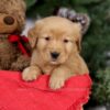 Image of Elsa, a Golden Retriever puppy