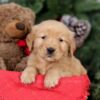 Image of Elsa, a Golden Retriever puppy