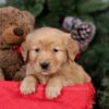 Image of Elsa, a Golden Retriever puppy