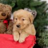 Image of Elsa, a Golden Retriever puppy