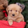 Image of Ember, a Golden Retriever puppy