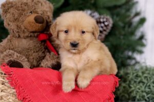 Image of Ember, a Golden Retriever puppy