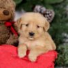 Image of Ember, a Golden Retriever puppy