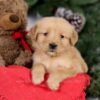 Image of Ember, a Golden Retriever puppy