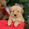 Image of Ember, a Golden Retriever puppy