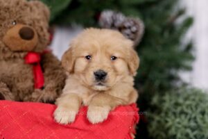 Image of Eve, a Golden Retriever puppy