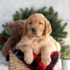 Image of Falcon, a Golden Retriever puppy