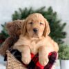 Image of Falcon, a Golden Retriever puppy