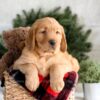 Image of Falcon, a Golden Retriever puppy