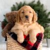 Image of Falcon, a Golden Retriever puppy