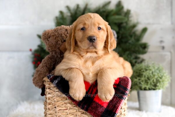 Image of Falcon, a Golden Retriever puppy