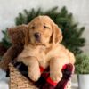 Image of Falcon, a Golden Retriever puppy